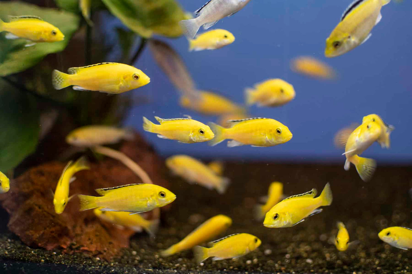 Electric Yellow Cichlid