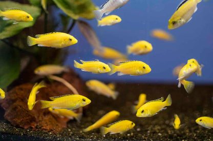 Electric Yellow Cichlid