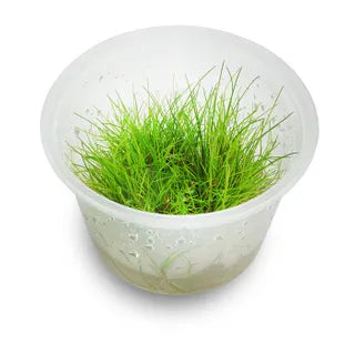 Mini Hairgrass Tissue Culture