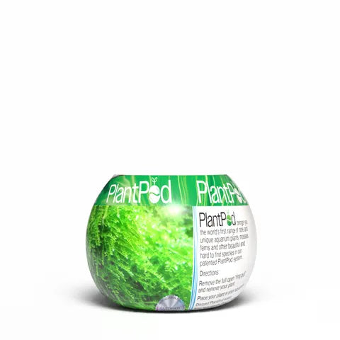 Christmas Moss Small PlantPod
