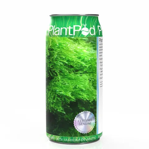 Mini Christmas Moss Large PlantPod