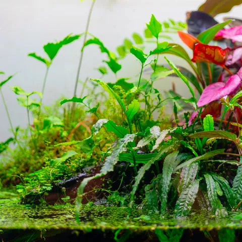 Aquarium Plant Toppers - 6 Pack
