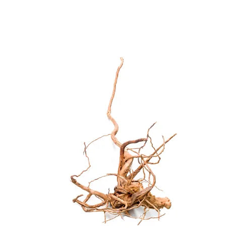 Gold Vine – Natural Aquarium Driftwood