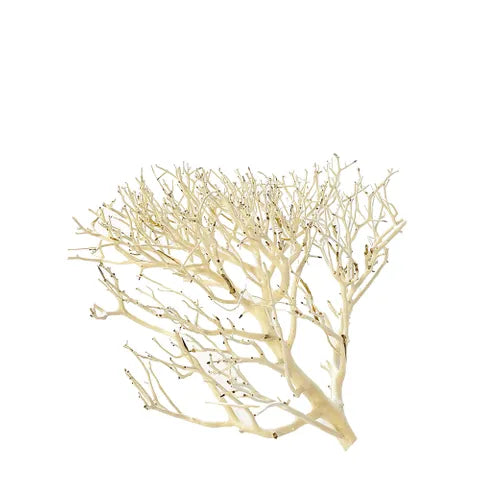 Coral Wood – Natural Aquarium Driftwood