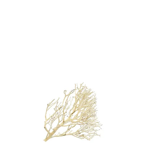 Coral Wood – Natural Aquarium Driftwood