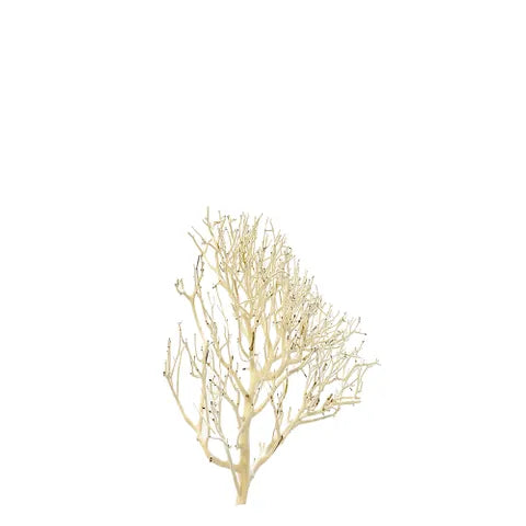Coral Wood – Natural Aquarium Driftwood