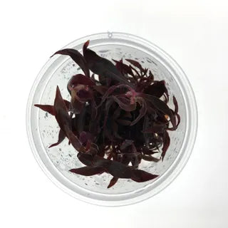 Alternanthera Reineckii ‘Mini’ Tissue Culture