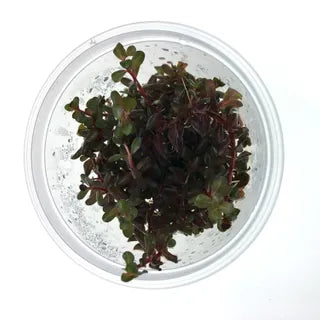 Rotala Rotundifolia (Colorata) Tissue Culture
