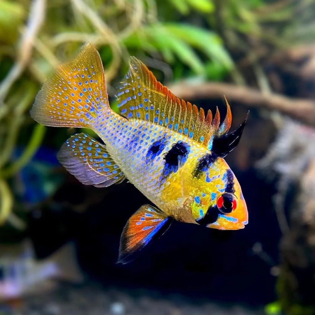 German Blue Ram Cichlid (Ungendered)