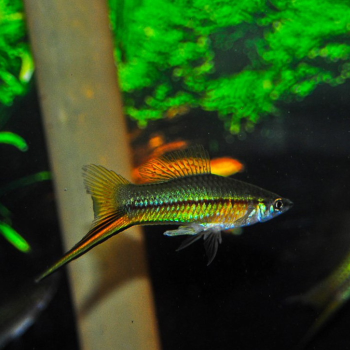 4.5cm Neon Green Swordtail (Ungendered)