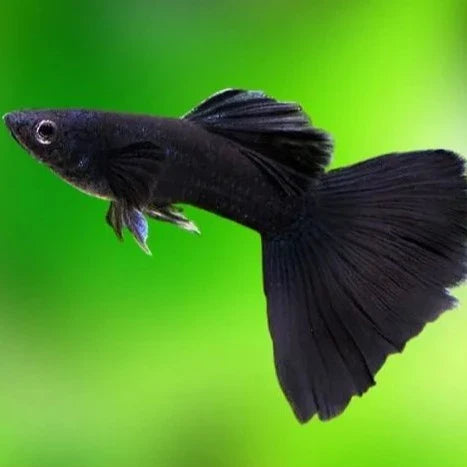 3.5cm Black Male Guppy