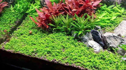 Dwarf Baby Tears (HC Cuba) Tissue Culture