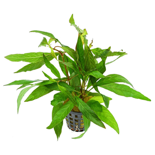 Temple Plant (Hygrophila Corymbosa)
