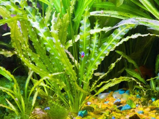Ruffled Sword Plant (Aponogeton Crispus)