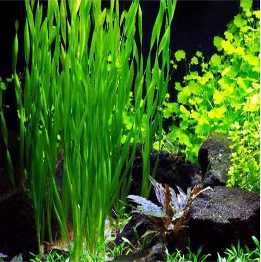 Vallisneria - Thin/Giant/Corkscrew/Contortionist