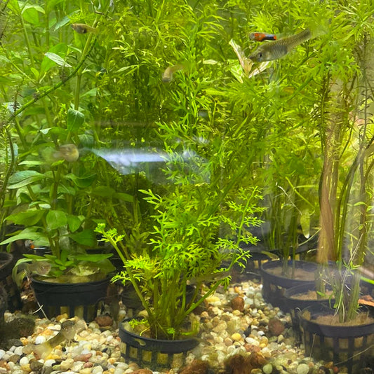 Lace Fern (Water Sprite)
