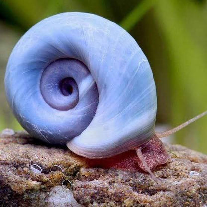 Blue/Purple Ramshorn Snail