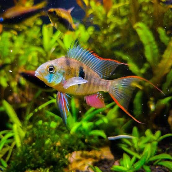 Bolivian Ram Cichlid (Ungendered)
