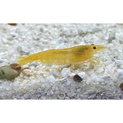 Yellow Cherry Shrimp (Medium Grade)