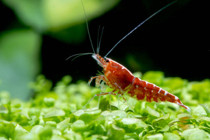 Red Cherry Shrimp (High - Medium Grades)