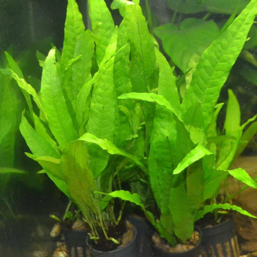 Java Fern (Common/Crested) – South West Aquatics