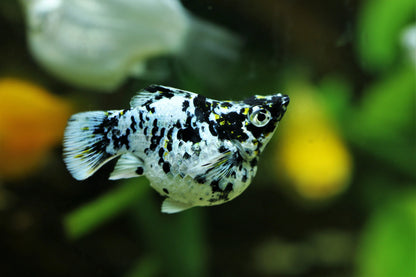 Assorted Balloon Molly 3.5cm