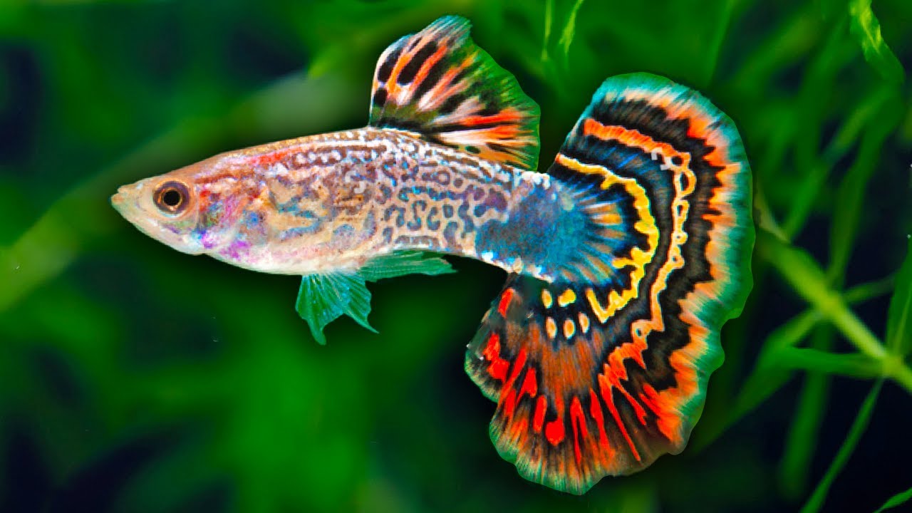 Assorted Fancy Guppies