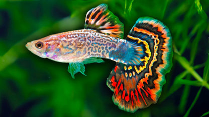 Assorted Fancy Guppies