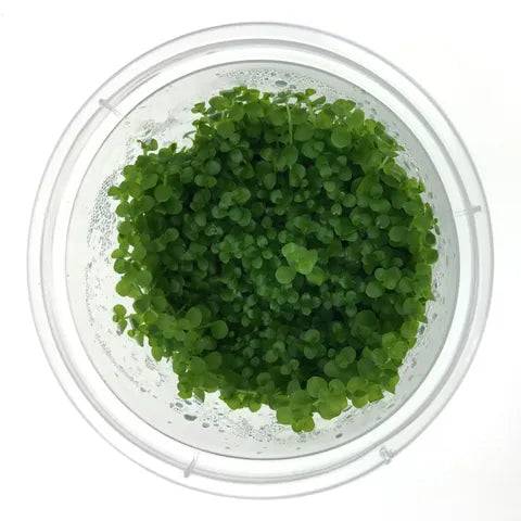 Monte Carlo Tissue Culture