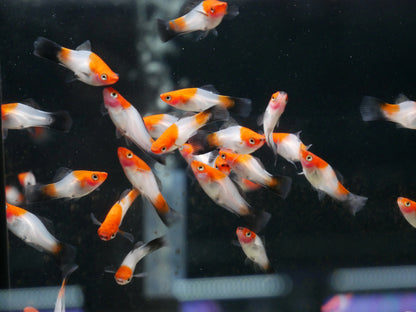 4.5cm Kohaku Swordtail (Ungendered)