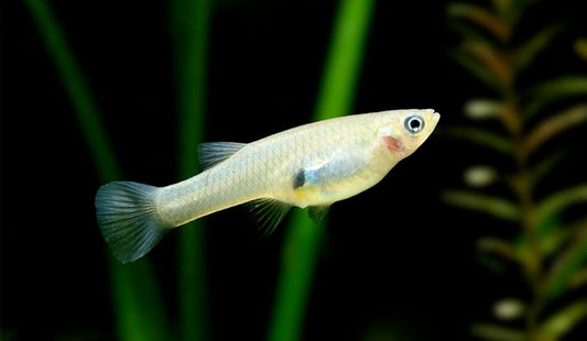 Feeder Fish (Healthy)