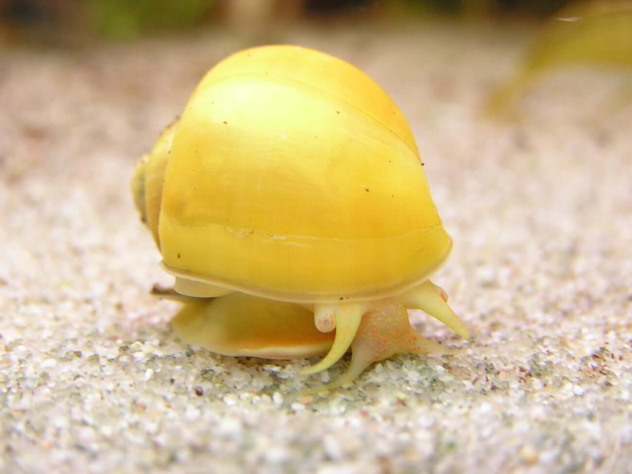 Yellow Mystery Snail