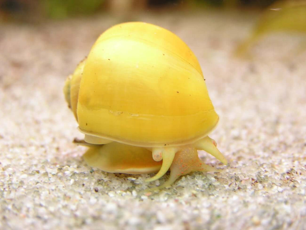 Yellow Mystery Snail – South West Aquatics