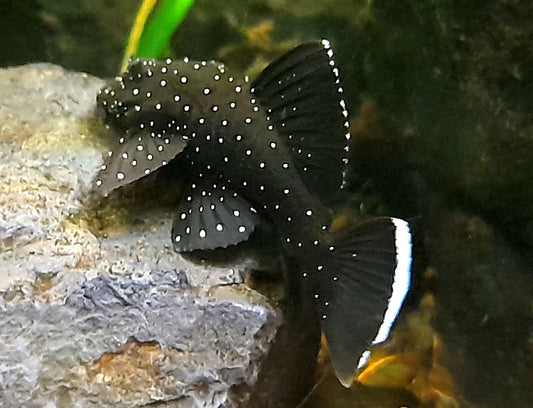 Peppermint Pleco (L181) Breeding Pair/Trio