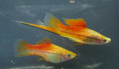 4.5cm Pineapple Swordtail (Ungendered)
