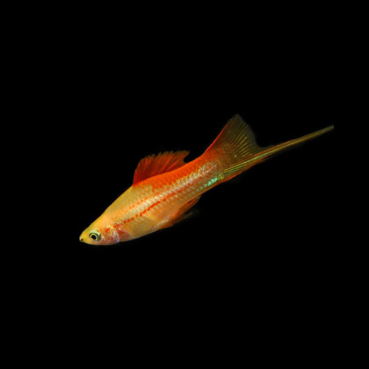 4.5cm Pineapple Swordtail (Ungendered)