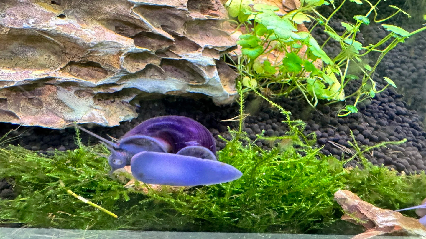 Rare Purple Mystery Snail (HIGH GRADE)