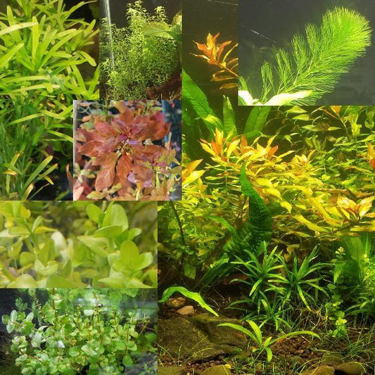 Random Value Plant Combo 15+ Plants!