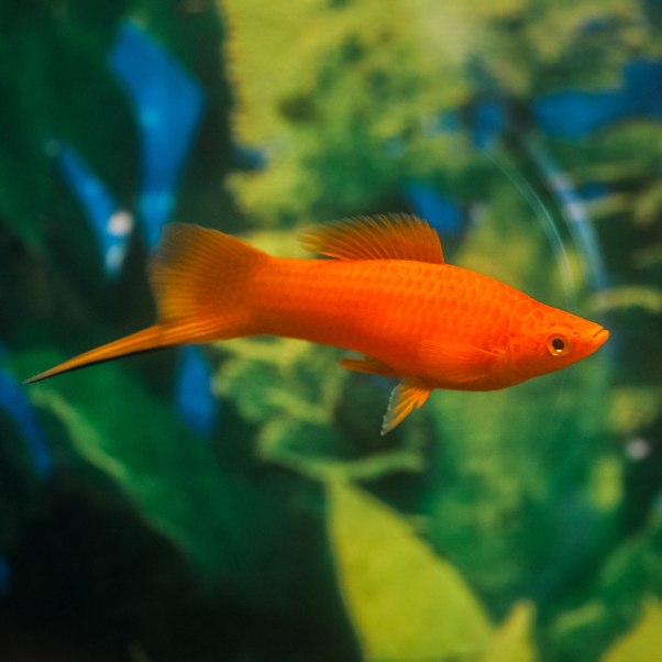 4.5cm Red Swordtail (Ungendered)