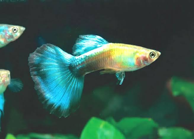Assorted Fancy Guppies