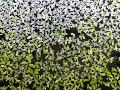 Free Duck Weed