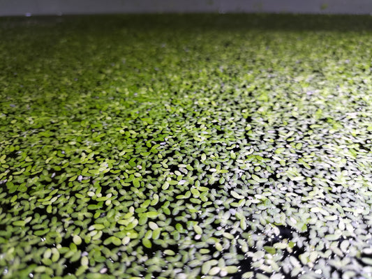 Free Duck Weed