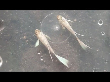 Platinum Snow White Guppies Breeding Pair (HIGH GRADE)