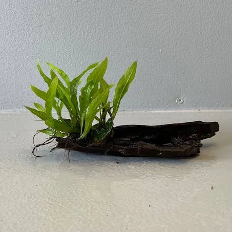 Java Fern On Driftwood