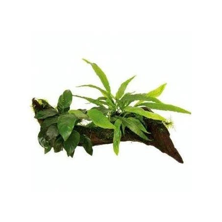 Anubius Nana And Java Fern On Driftwood