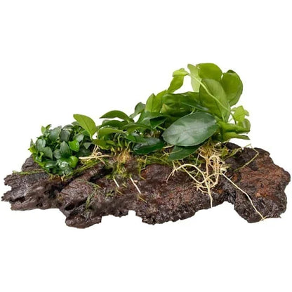 Anubius Nana And Java Fern On Driftwood