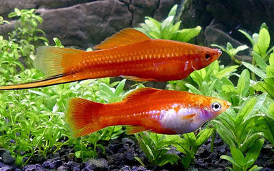 Assorted Swordtail