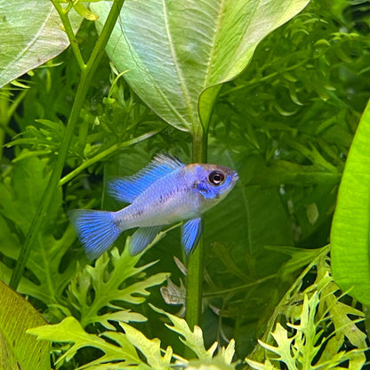 Neon Electric Blue Ram Cichlid (Ungendered)