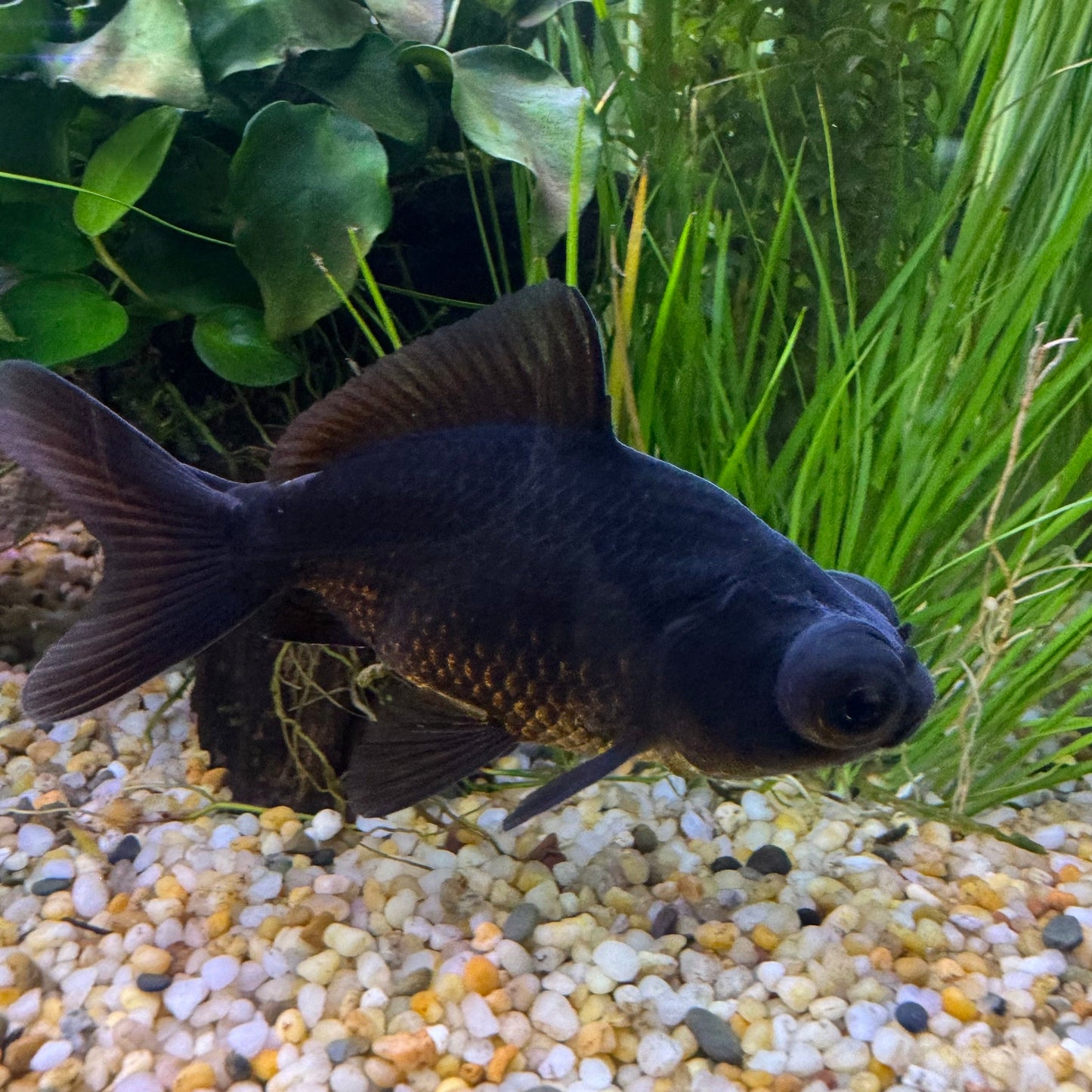 5cm Black Moor Goldfish