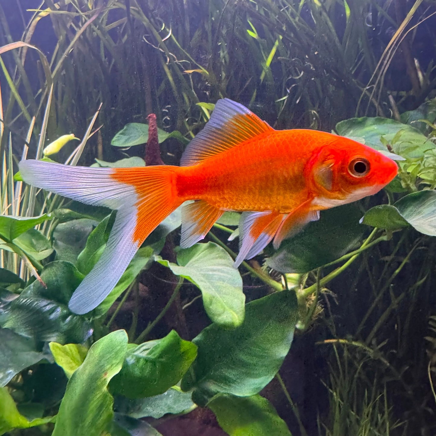 5cm Assorted Comet Goldfish